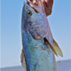 A Gulf corvina. (Image: Simon E. Freeman)